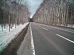白樺の道